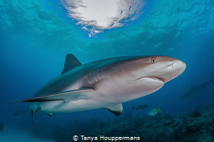Golden Eye
A Caribbean Reef Shark swims past a reef at T... by Tanya Houppermans 